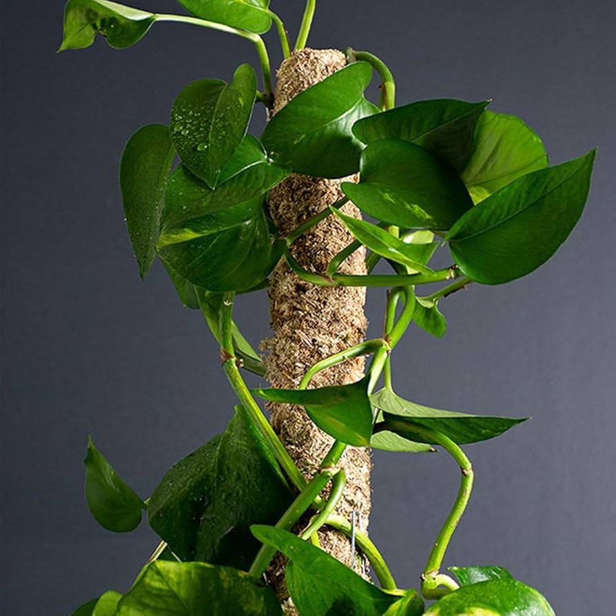 71cWc8ME+rL._AC_UF894,